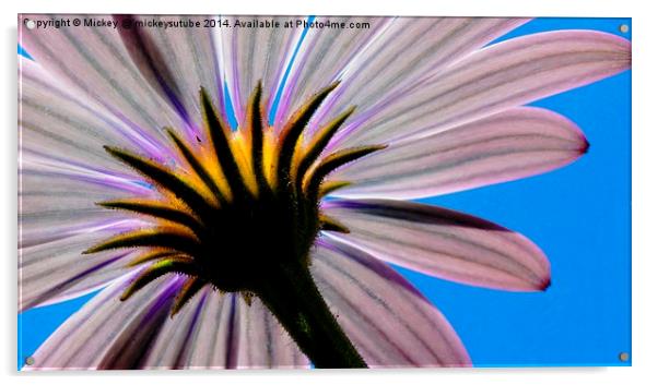 In The Shade Of An African Daisy Acrylic by rawshutterbug 