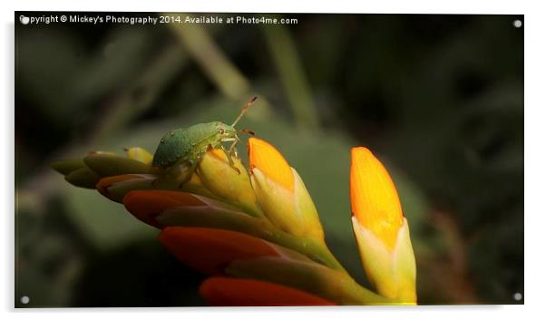  Shield Bug Acrylic by rawshutterbug 