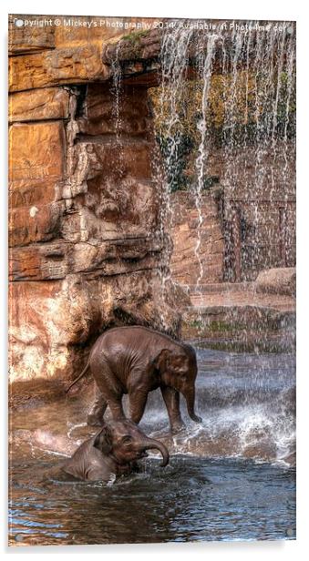 Elephants Water Fun Acrylic by rawshutterbug 