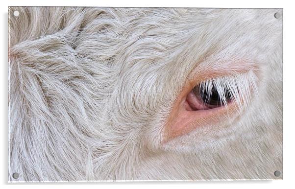 Cow's Eye Lash Acrylic by rawshutterbug 