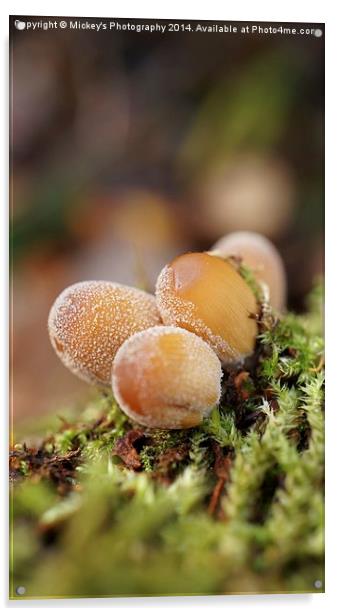 Forest Mushrooms Acrylic by rawshutterbug 