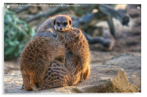 Meerkat Cuddle Acrylic by rawshutterbug 