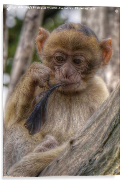Baby Barbary Monkey  Acrylic by rawshutterbug 