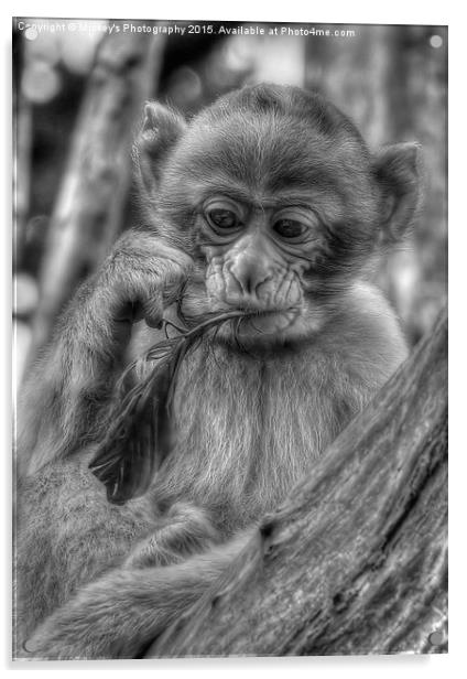  Little Barbary Monkey Acrylic by rawshutterbug 