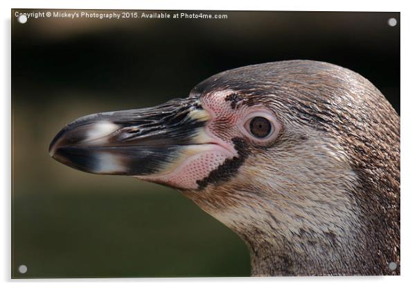 Humboldt Penguin Head Shot Acrylic by rawshutterbug 