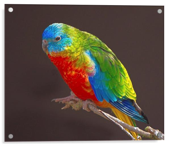 Vibrant Turquoise Parrots Acrylic by rawshutterbug 