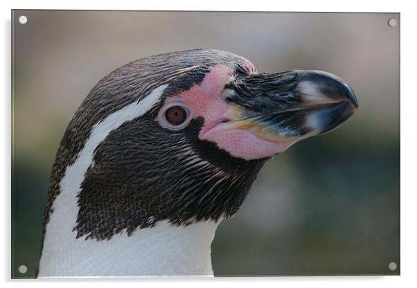  Humboldt Penguin Head Shot Acrylic by rawshutterbug 