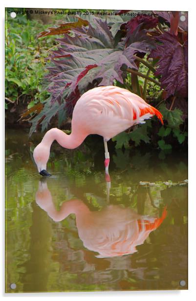Flamingo Reflection Acrylic by rawshutterbug 