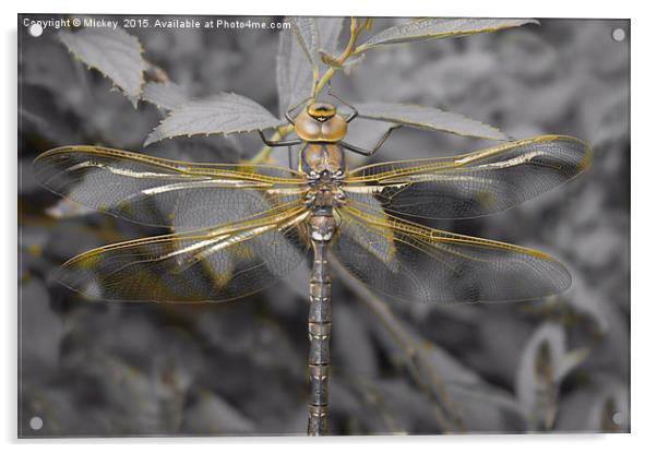 Golden Dragonfly Acrylic by rawshutterbug 