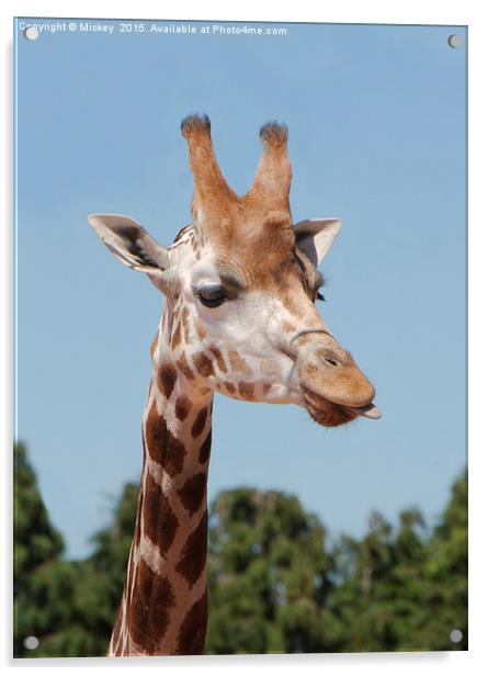 Having A Giraffe Acrylic by rawshutterbug 