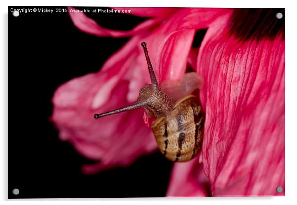 Poppy Snail Acrylic by rawshutterbug 