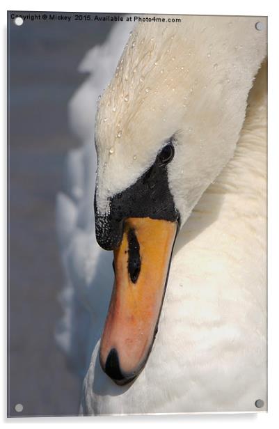 The Mute Swan Acrylic by rawshutterbug 