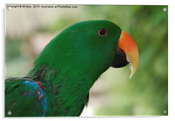 Male Eclectus Parrot Acrylic by rawshutterbug 