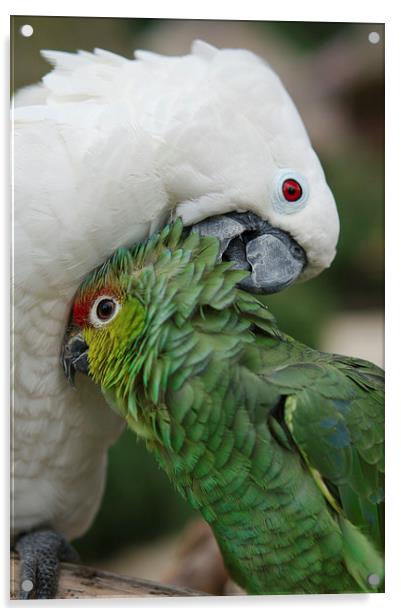 A Love Connection among Parrots Acrylic by rawshutterbug 