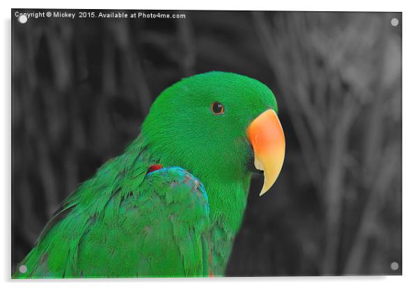 Male Eclectus Acrylic by rawshutterbug 