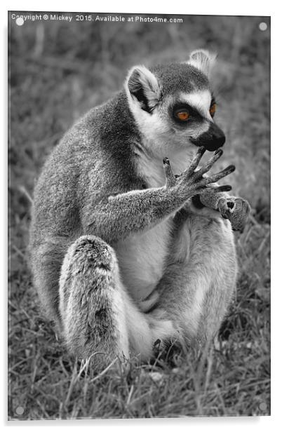 Lemur Acrylic by rawshutterbug 