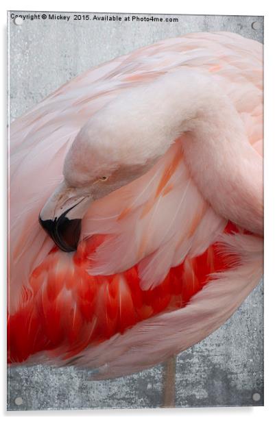 Flamingo Acrylic by rawshutterbug 