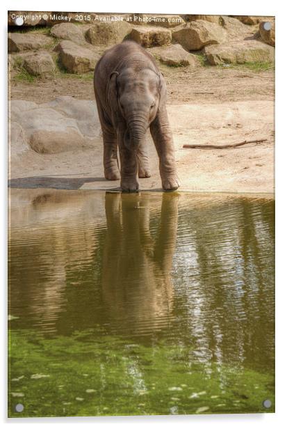 Baby Elephant Reflection Acrylic by rawshutterbug 