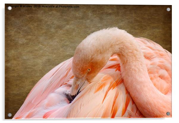 Flamingo Acrylic by rawshutterbug 
