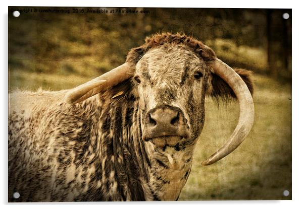 English Longhorn Cattle Acrylic by rawshutterbug 