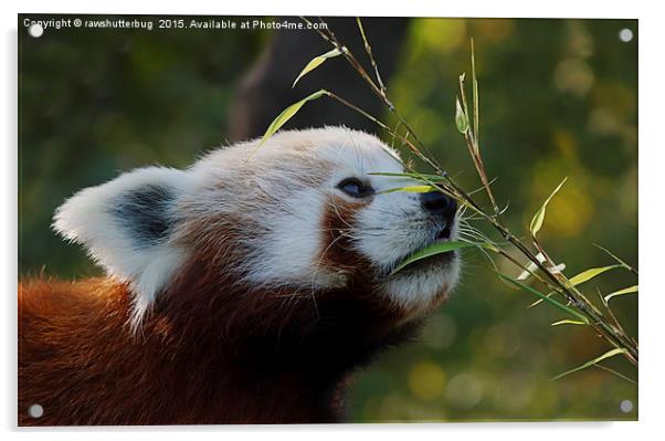 Red Panda's Bamboo Breakfast Acrylic by rawshutterbug 