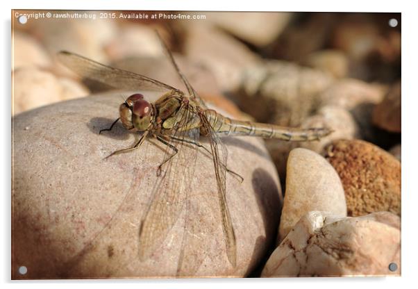 Sunbathing Female Common Darter Acrylic by rawshutterbug 