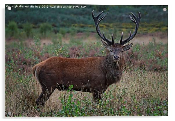 Wild Red Deer Stag Acrylic by rawshutterbug 
