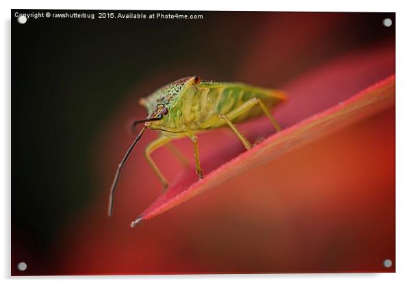 Shield Bug On Red Leaf Acrylic by rawshutterbug 