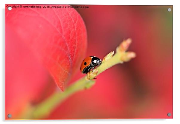 Ladybird On An Autumn Leaf Acrylic by rawshutterbug 