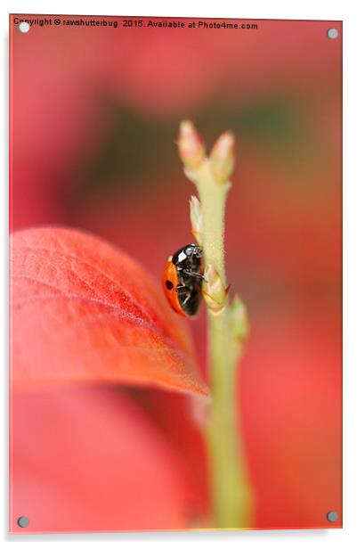 Ladybug On An Autumn Leaf Acrylic by rawshutterbug 