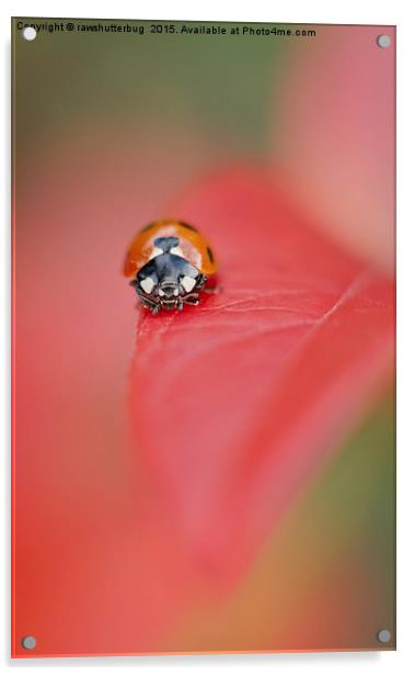 Coccinellidae Acrylic by rawshutterbug 