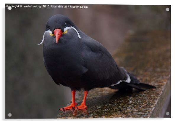 Inca Tern Acrylic by rawshutterbug 