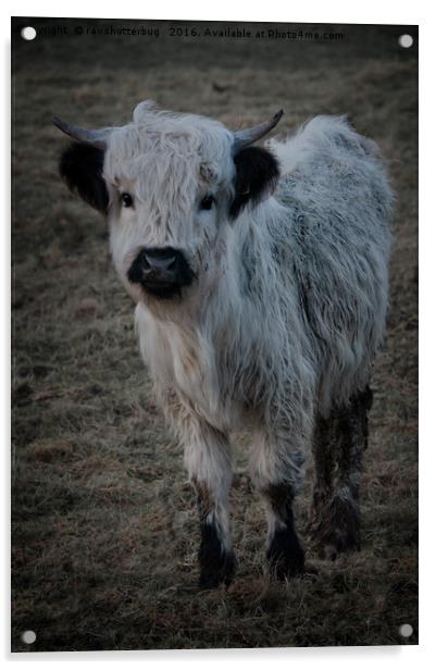 White Highland Cattle - High Park Cow Acrylic by rawshutterbug 