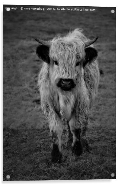 Highland Cow - White High Park Cow Mono Acrylic by rawshutterbug 