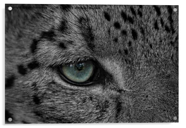 Eye Of The Leopard Acrylic by rawshutterbug 