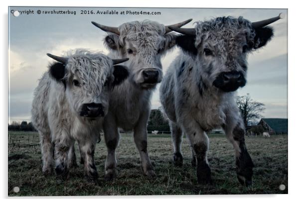 The Three Shaggy Cows Acrylic by rawshutterbug 