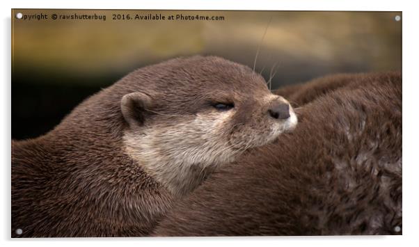 The Loving Huddle of Oriental Small Clawed Otters Acrylic by rawshutterbug 