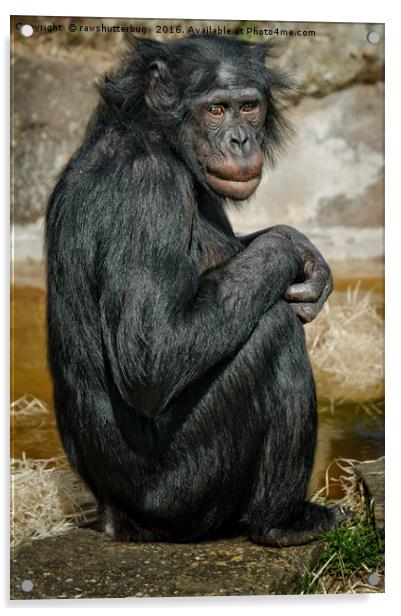 Bonobo Acrylic by rawshutterbug 