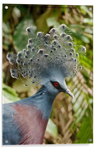 The Victoria Crowned Pigeon Acrylic by rawshutterbug 