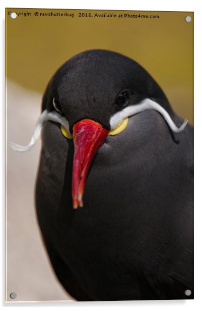 The Striking Inca Tern: A Moustachioed Beauty Acrylic by rawshutterbug 