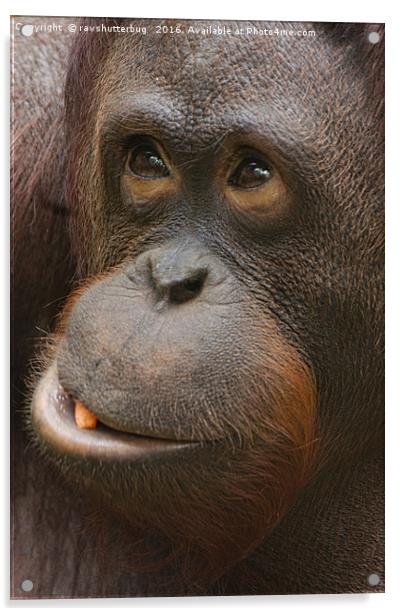 Orangutan Face Acrylic by rawshutterbug 