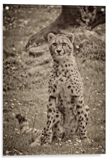 Sitting Cheetah Acrylic by rawshutterbug 