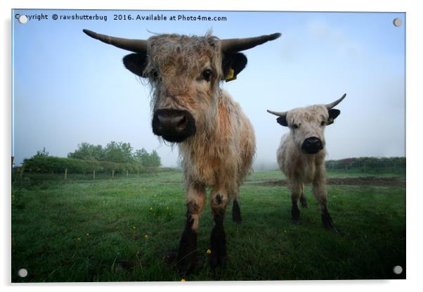 Young White High Park Cattle Acrylic by rawshutterbug 