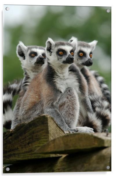 Gang Of Lemurs Acrylic by rawshutterbug 