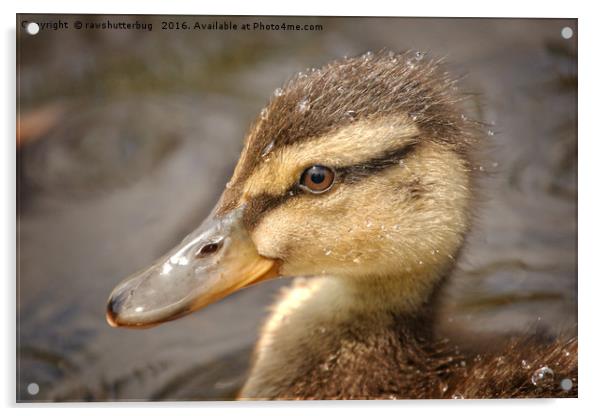 Wet Duckling Acrylic by rawshutterbug 