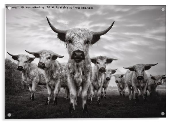 Highland Cattle Mixed Breed Mono Acrylic by rawshutterbug 