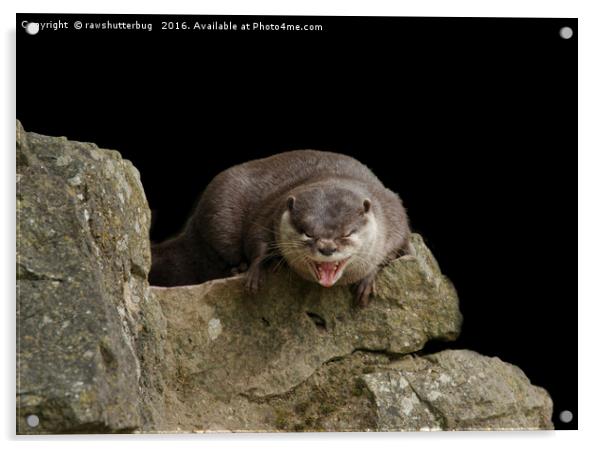 Yawning Otter Acrylic by rawshutterbug 