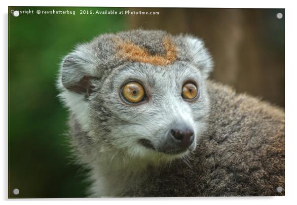 Female Crowned Lemur Acrylic by rawshutterbug 