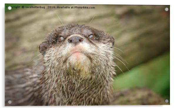 Otter - You talking to me Acrylic by rawshutterbug 