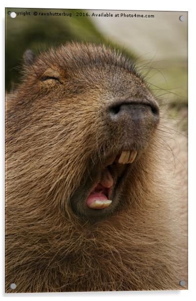 Yawning Capybara Acrylic by rawshutterbug 